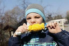 Image result for Animals Eating Corn