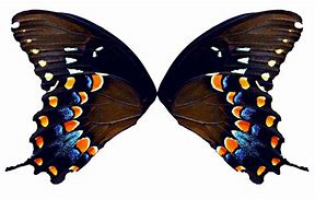 Image result for butterfly wings patterns