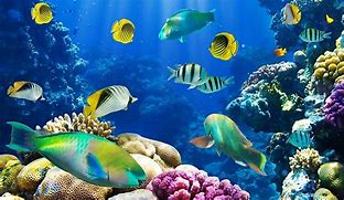 Image result for Different Variety of Fish