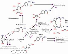 Image result for Paracetamol TRPV1