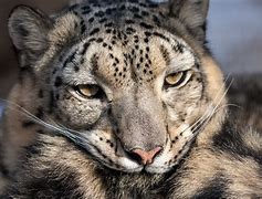 Image result for Snow Leopard Fight