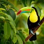 Image result for Toucan Tongue