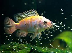 Image result for Newborn Baby Fish