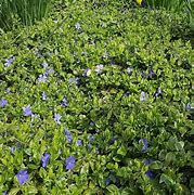 Image result for Vinca Minor Shurgert