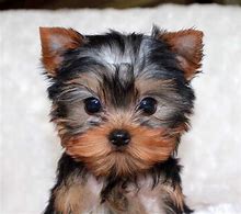 Image result for Cute Little Puppy Teacup Yorkie