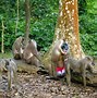 Image result for Calabar Forest