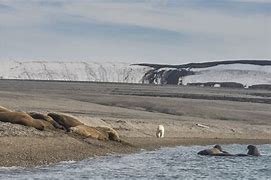 Image result for Baby Nordic Walrus