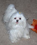 Image result for White Maltese Dog