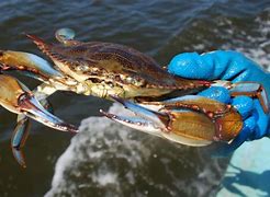 Image result for Blue Crab in Container