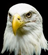 Image result for Eagle Portrait