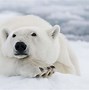 Image result for Polar Bear Global Warming