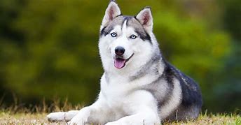 Image result for Siberian Husky