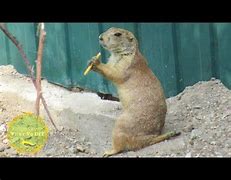 Image result for Funny Prairie Dog