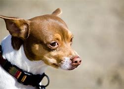 Image result for Black Rat Terrier