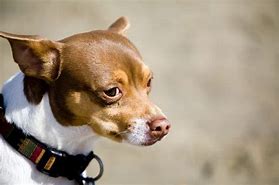 Image result for Rat Terrier Black and Brown