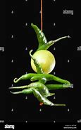 Image result for Nimbu Mirchi Pickel Mix Photo Shoot