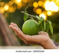 Image result for Hybrid Citrus with Red Stripes