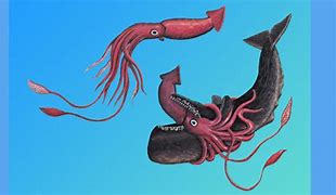 Image result for Deep Sea Colossal Squid