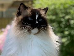 Image result for Large Ragdoll Cat