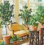 Image result for Mini Lemon Tree Indoor