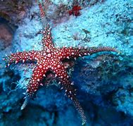 Image result for Deep Sea Star Monster