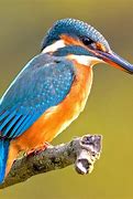 Image result for Kingfisher Blue Colour