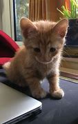 Image result for 10 Week Kitten