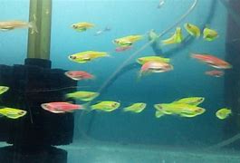 Image result for Green Zebra Fish