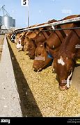 Image result for Beef Cattle Feed