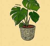 Image result for Plant Drawing