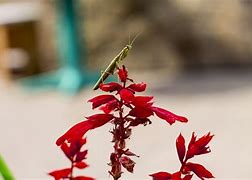 Image result for Praying Mantis Insect