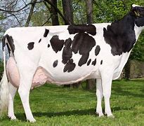 Image result for Friesian Cow On the Beach