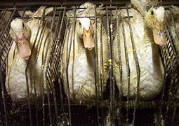 Image result for Peta Foie Gras