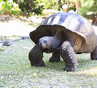 Image result for Aldabra Atoll Seychelles