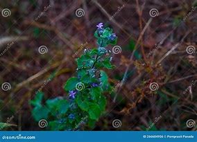 Image result for Rare Wild Flowers