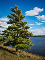 Image result for Full-Grown White Pines