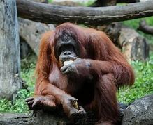 Image result for Chimpanzee vs Orangutan