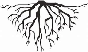 Image result for Roots ClipArt