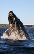 Image result for Whale Water