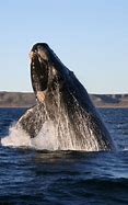 Image result for Whale China