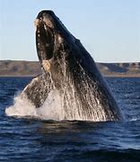 Image result for Whale Water