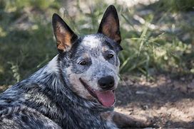 Image result for Fido Bluey