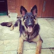 Image result for White German Shepherd 1 Year Old