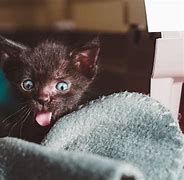 Image result for 6 Week Kitten