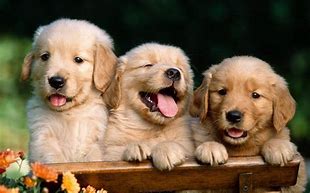 Image result for Very Cute Doggos