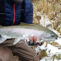 Image result for Steelhead Fly Fishing