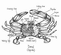 Image result for Blue Crab Anatomy Diagram