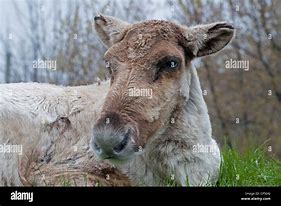 Image result for Female Caribou