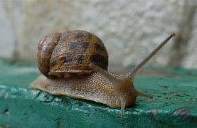 Image result for Green Snail