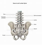 Image result for Lumbar and Sacral Spine